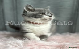 British Shorthair cats for sale:  GCCF registered BSH kittens Available  - Image 7