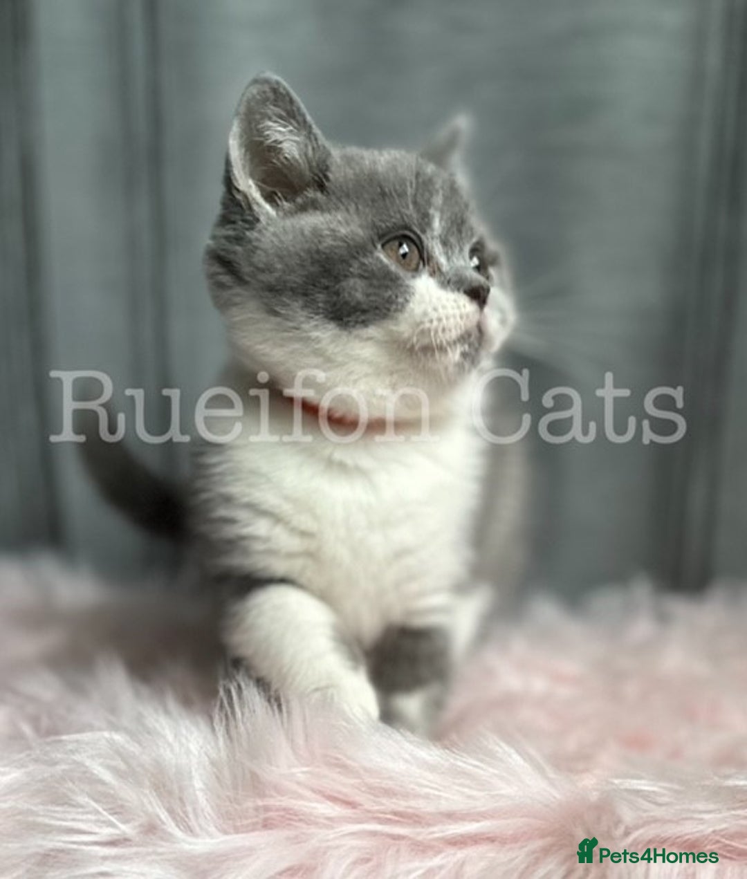 British Shorthair cats for sale:  GCCF registered BSH kittens Available  - Image 7