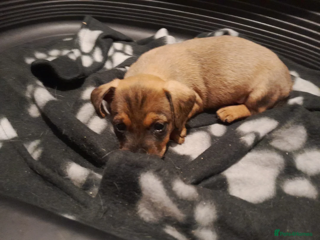 Mixed Breed dogs for sale: Cairn terriers - Advert 32