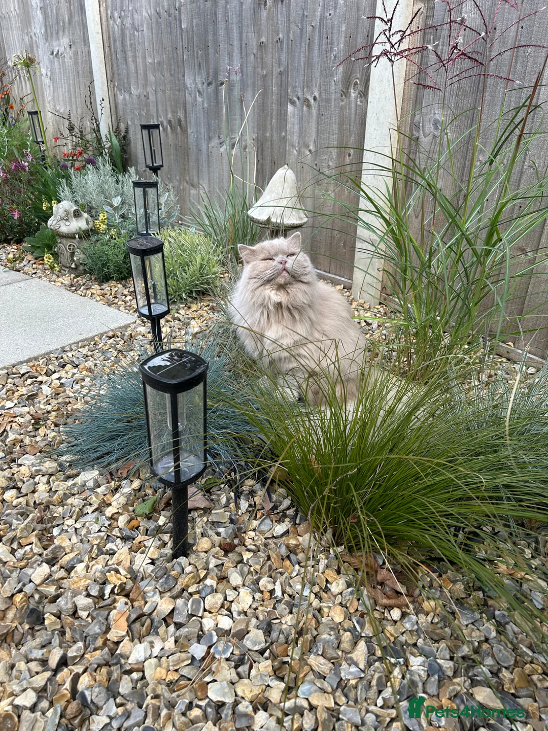 British Longhair cats for sale: Lola a fawn tortie British longhair - Advert 2
