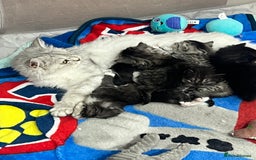 Persian cats for sale: 😻 x2 Male Chinchilla Persians 😻 - Image 12