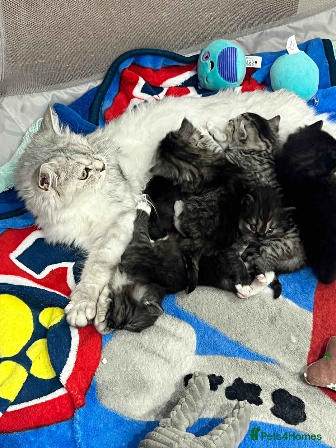 Persian cats for sale: 😻 x2 Male Chinchilla Persians 😻 - Image 12