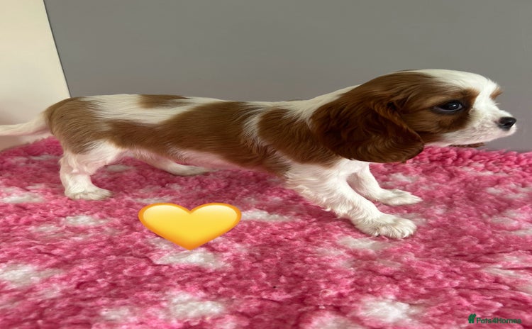 Cavalier King Charles Spaniel dogs - Advert 1
