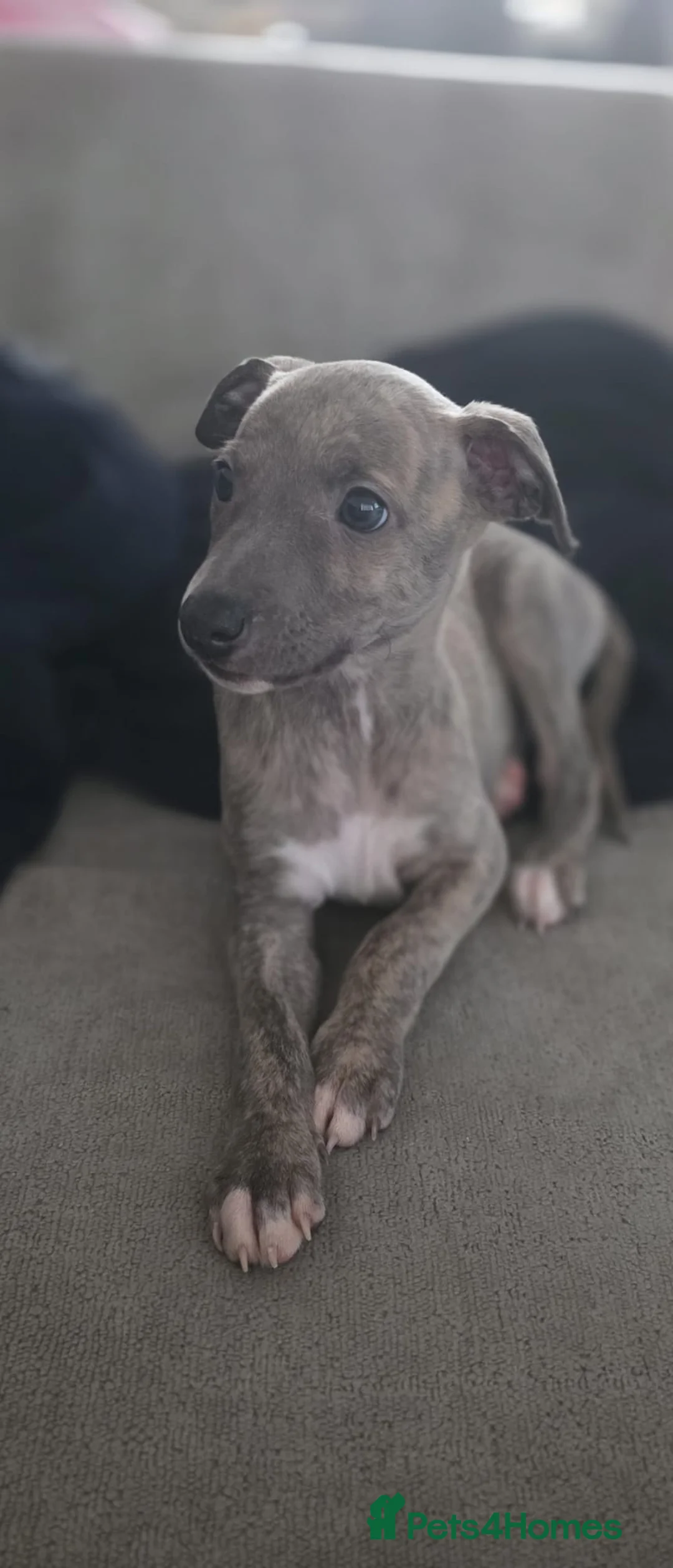 Whippet dogs for sale: Gorgeous kc registered whippet puppies  - Advert 2