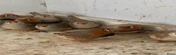 Finches birds for sale: Zebra finches - Advert 4