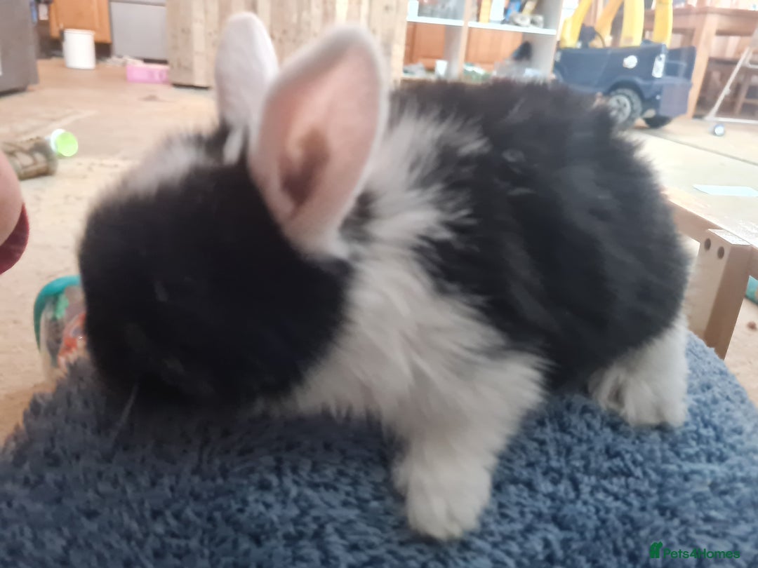 Lionhead rabbits for sale: Three kits - Advert 4