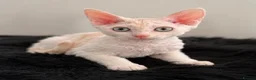 Devon Rex cats for sale: Gorgeous Devon Rex Kitten - Advert 9