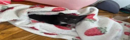 Mixed Breed cats for sale: Fluffy kittens  - Advert 8