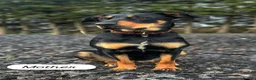 Mixed Breed dogs for sale: Stunning Dobermann X Huntaway Puppies ✨ - Advert 10