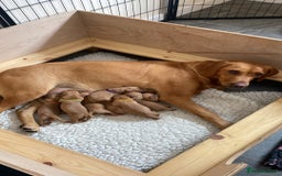 Labrador Retriever dogs for sale: Fox Red Labrador Puppies  - Image 1