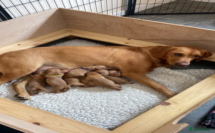 Labrador Retriever dogs - Advert 2
