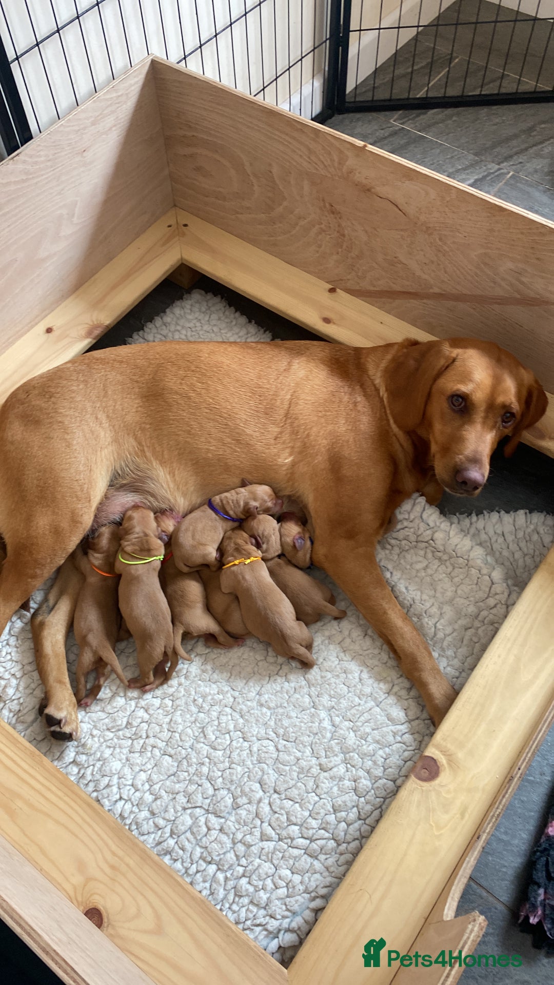 Labrador Retriever dogs for sale: Fox Red Labrador Puppies  - Image 1