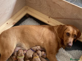 Labrador Retriever dogs - Advert 30