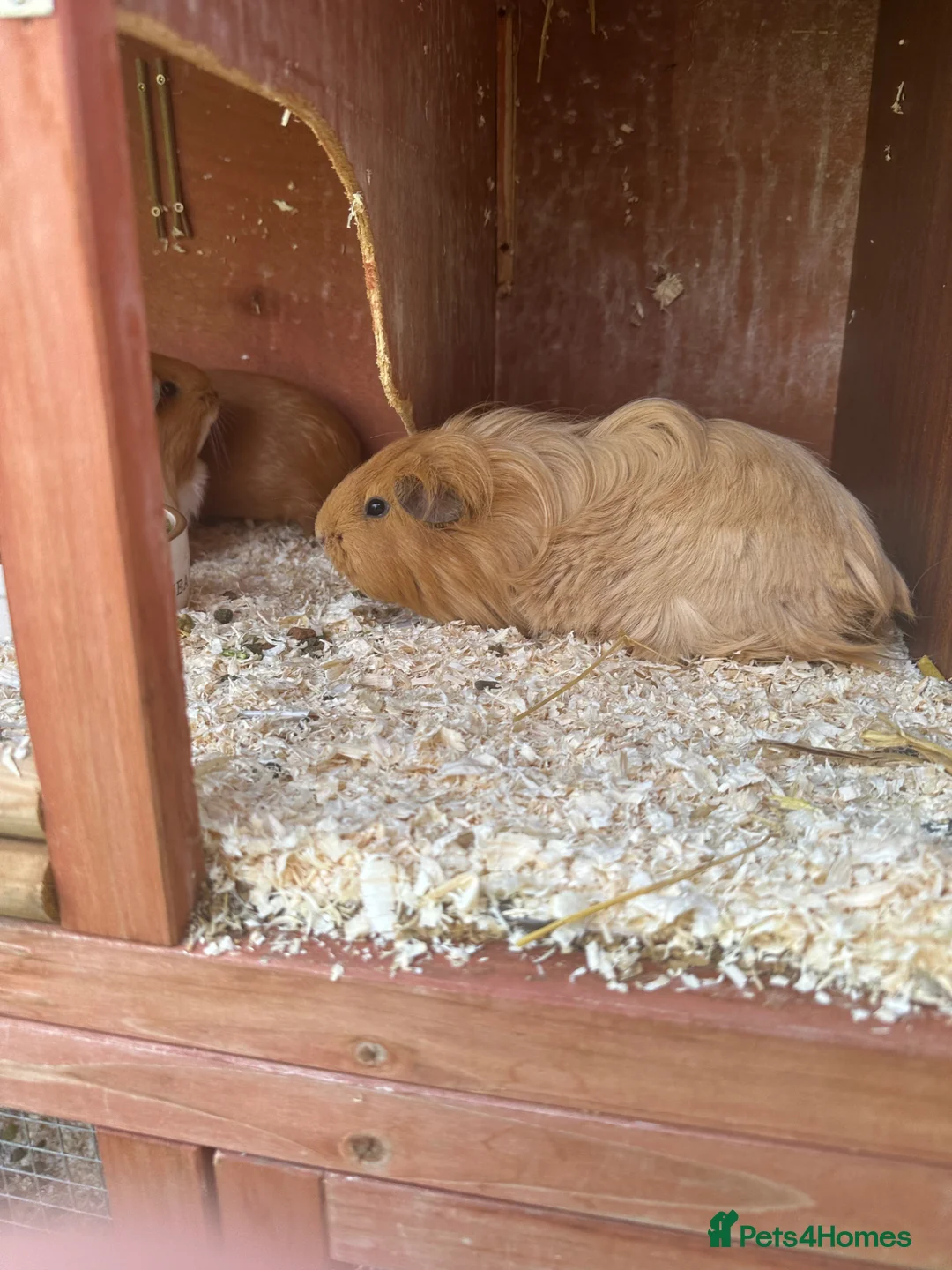 Guinea Pig rodents for sale: Guinea pigs - Advert 2