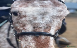Appaloosa horses for sale: 13.1 hh Appaloosa Mare  - Image 23