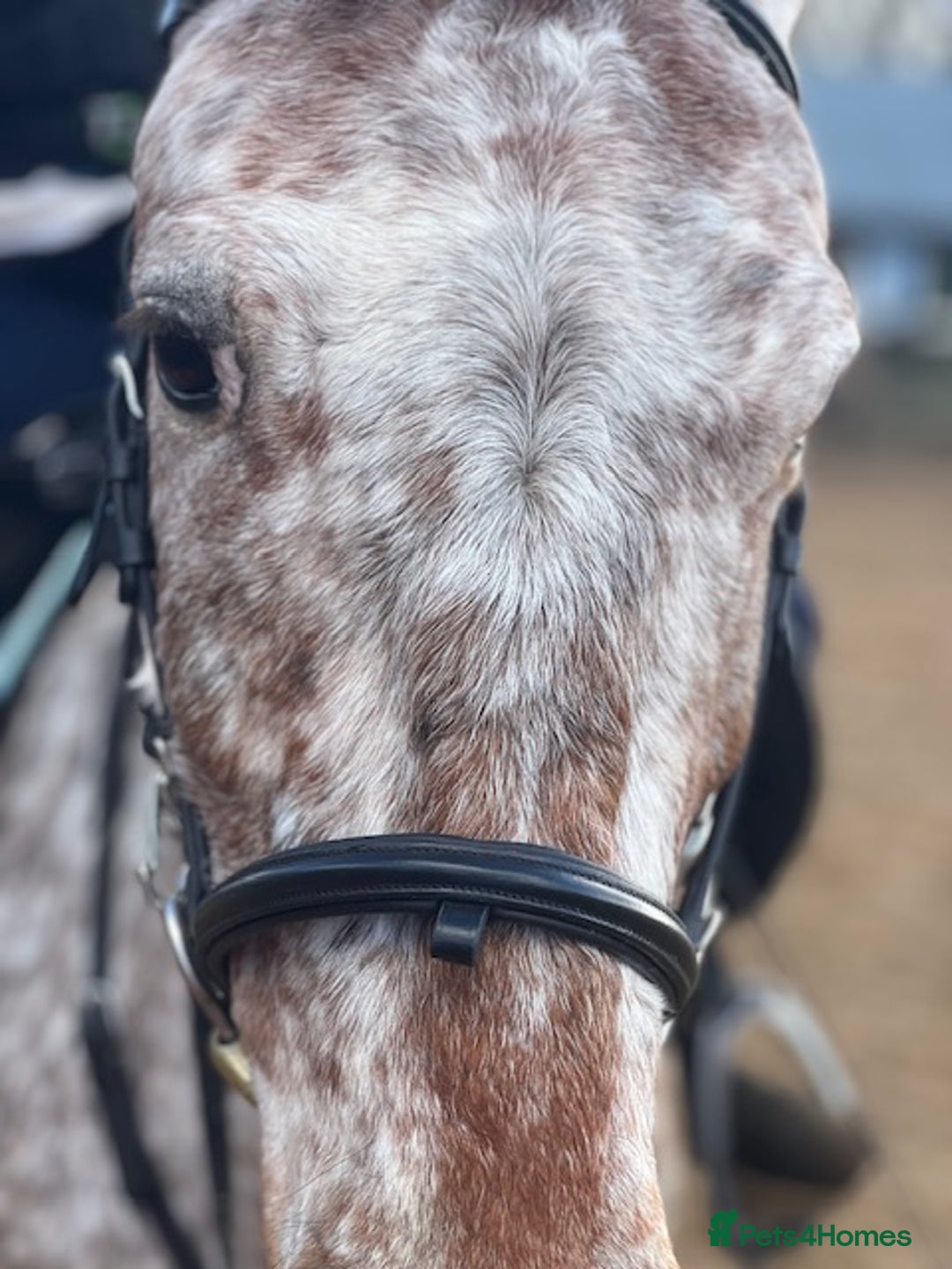Appaloosa horses for sale: 13.1 hh Appaloosa Mare  - Image 23
