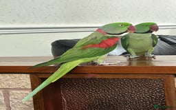 Ringnecks birds for sale: SEMI TAME MALE ALEXANDRINE WITH CAGE  - Image 1