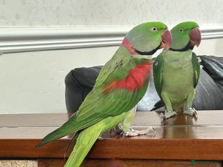 Ringnecks birds SEMI TAME MALE ALEXANDRINE WITH CAGE - Advert 3