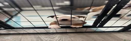 English Bulldog dogs for sale: Kc registered girl puppy - Advert 1