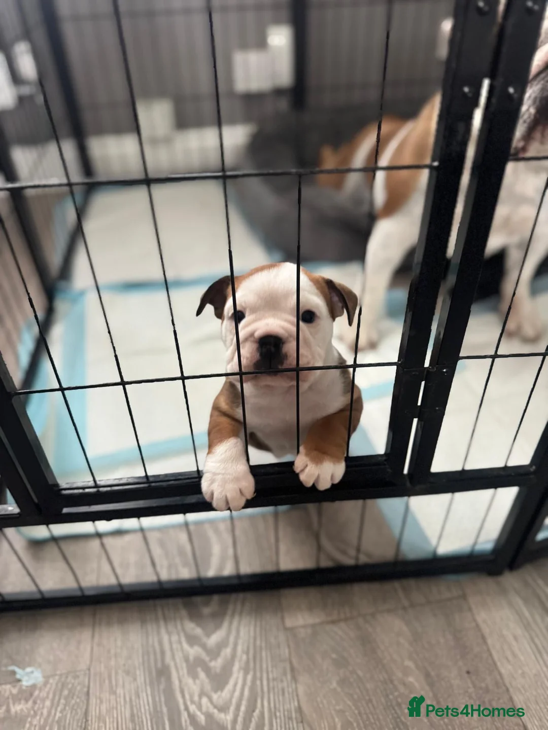 English Bulldog dogs for sale: Kc registered girl puppy - Advert 1