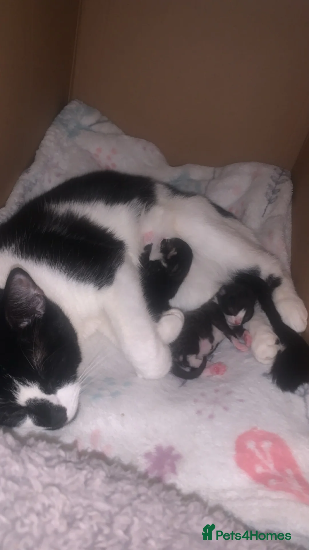 Mixed Breed cats for sale: Male black and white kitten  in Borehamwood - Advert 1