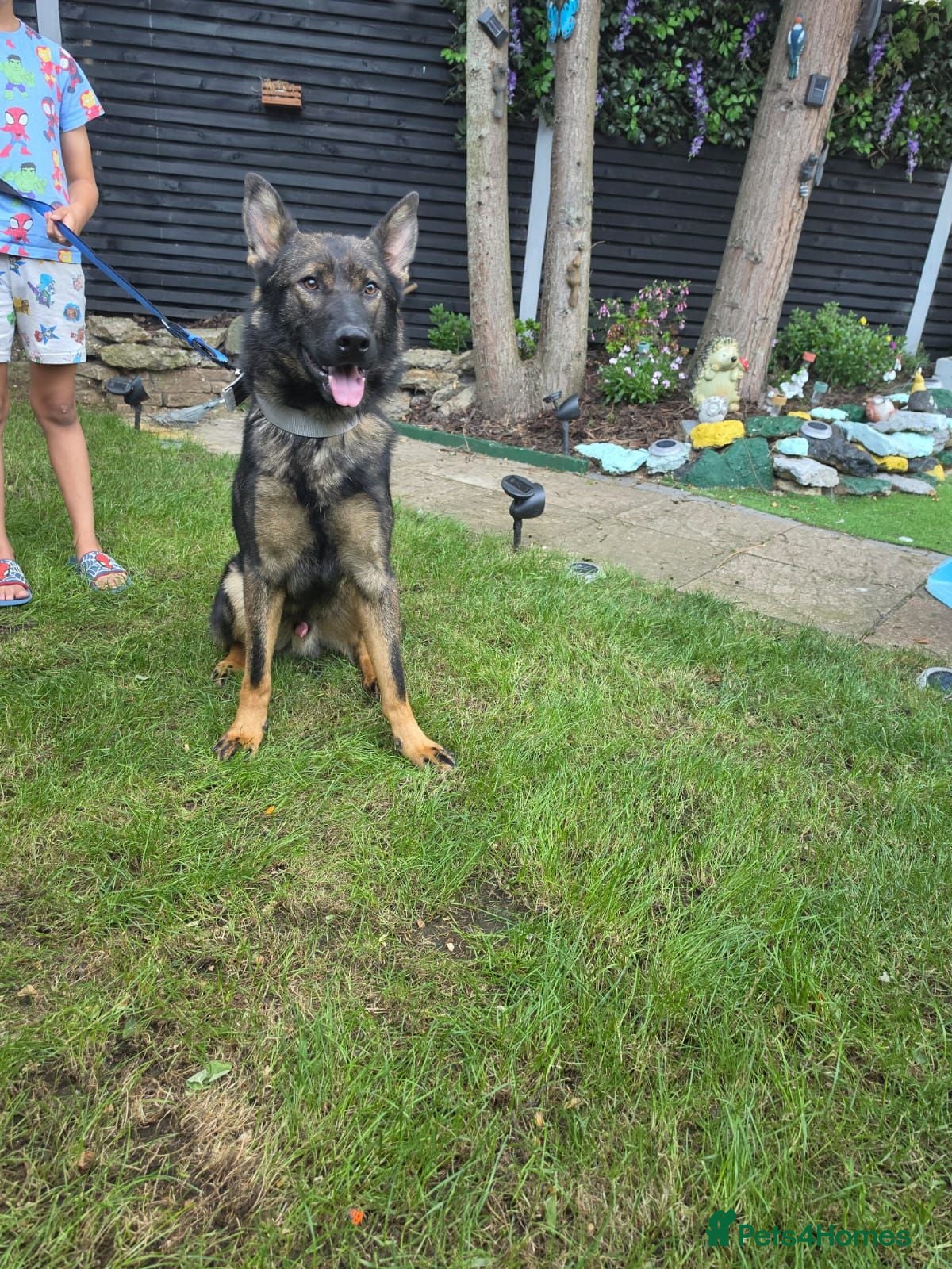 German Shepherd dogs German Shepherd  - Advert 7