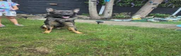 German Shepherd dogs for sale: German Shepherd  - Advert 1
