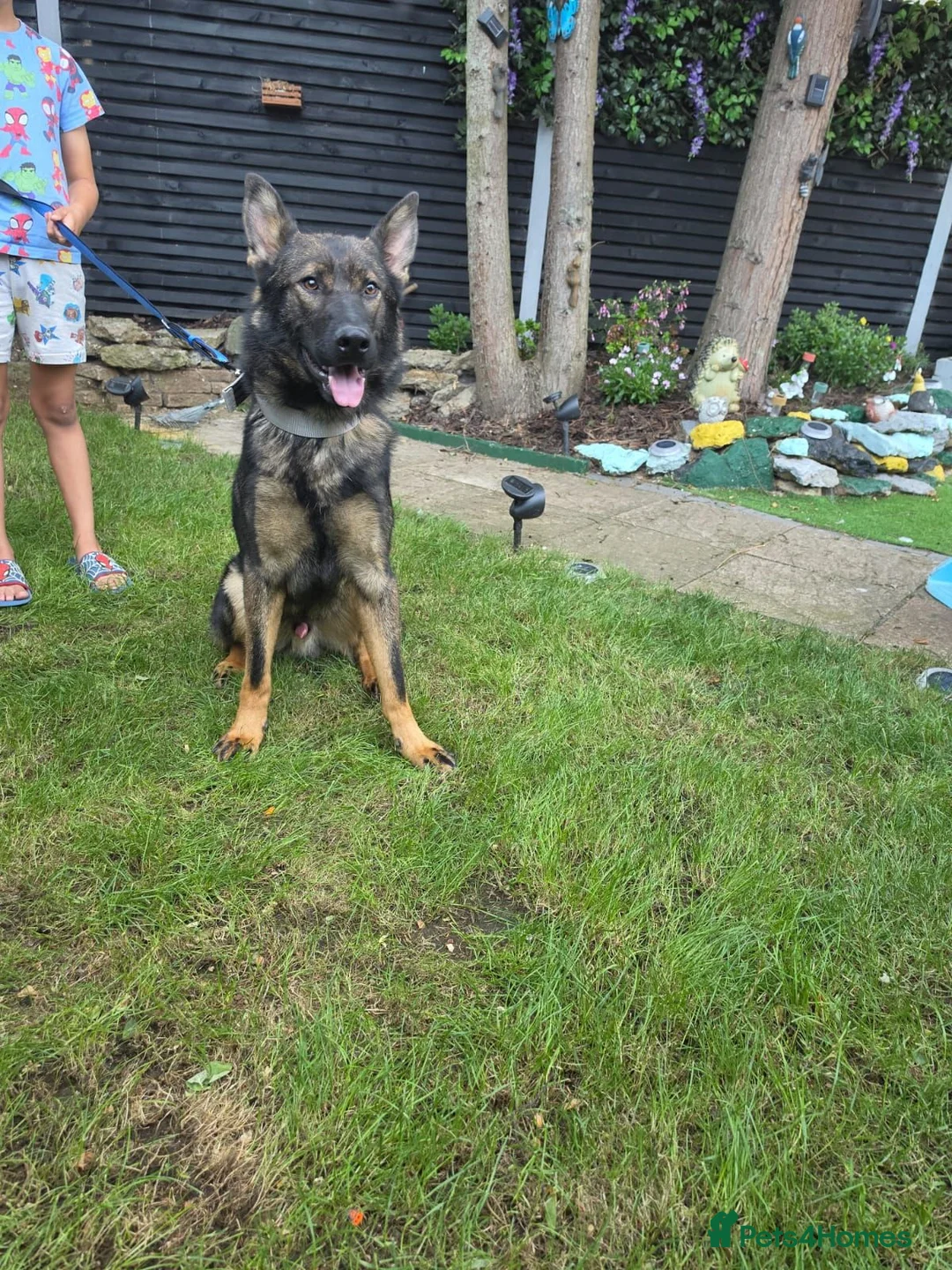 German Shepherd dogs for sale: German Shepherd  - Advert 1