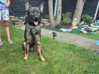 German Shepherd dogs German Shepherd - Advert 5