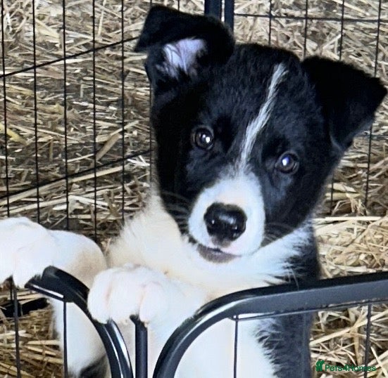 Border Collie dogs Border Collie Puppies - Advert 1