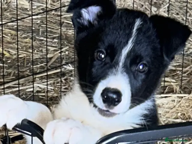 Border Collie dogs Border Collie Puppies - Advert 2