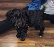 Cockapoo dogs - Advert 10