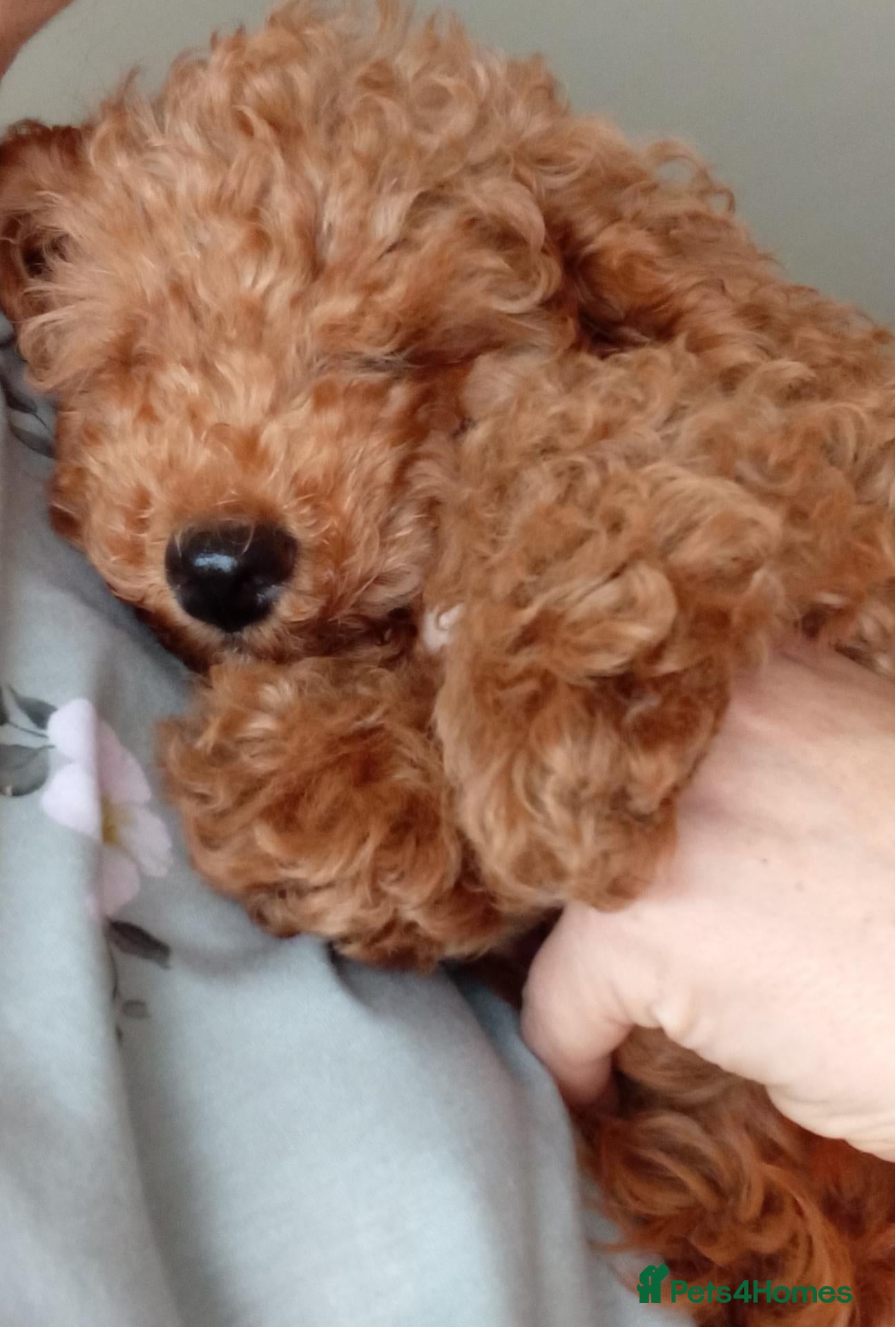 Mixed Breed dogs LAST MAN STANDING Mini poodles - Advert 1