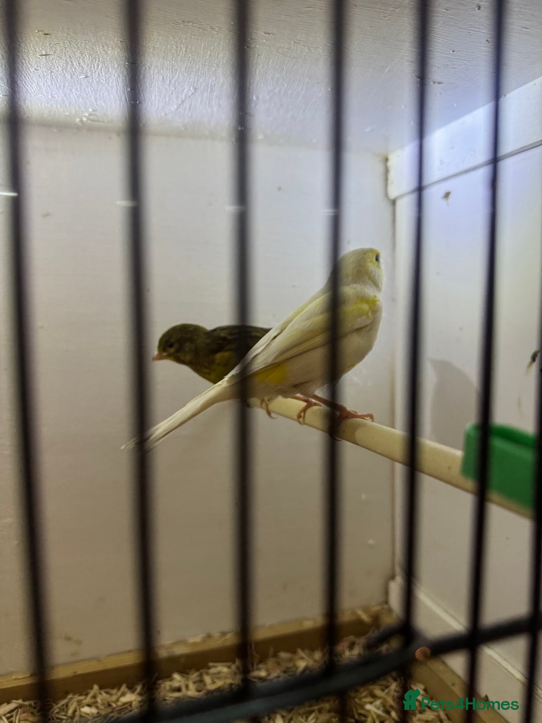 Canaries birds for sale: Canaries, budgies and love birds  - Advert 3