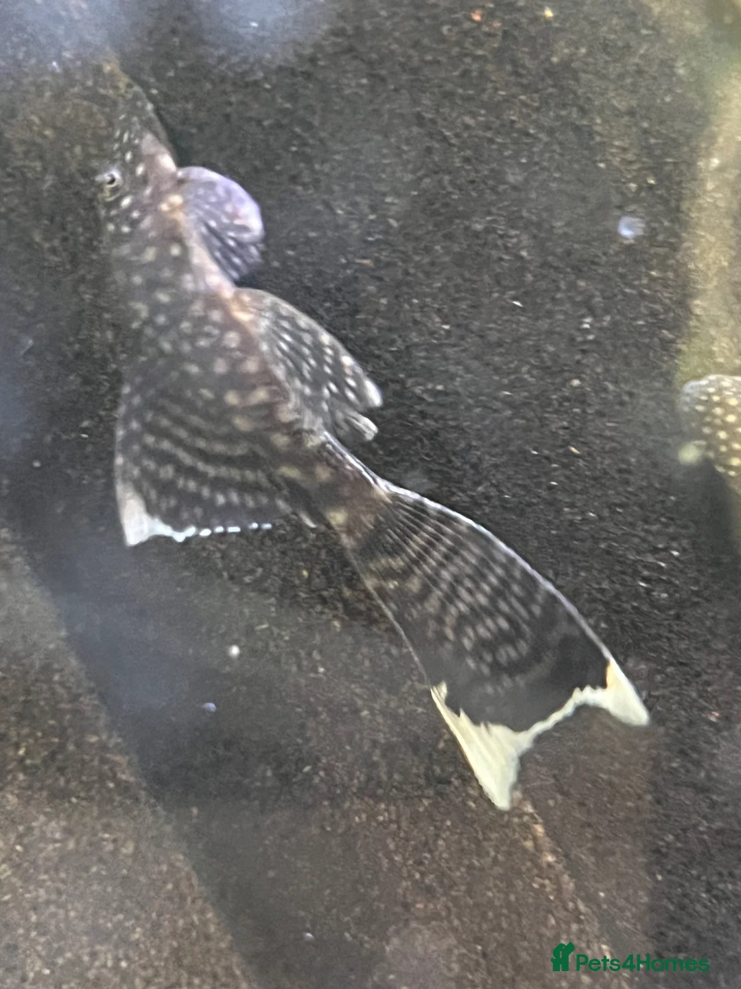Plecos fish for sale: Still available! Longfin and shortfin bristlenose - Advert 8