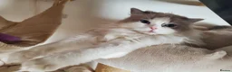Ragdoll cats for sale: Loving female Ragdoll  - Advert 6