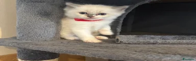 Ragdoll 3
