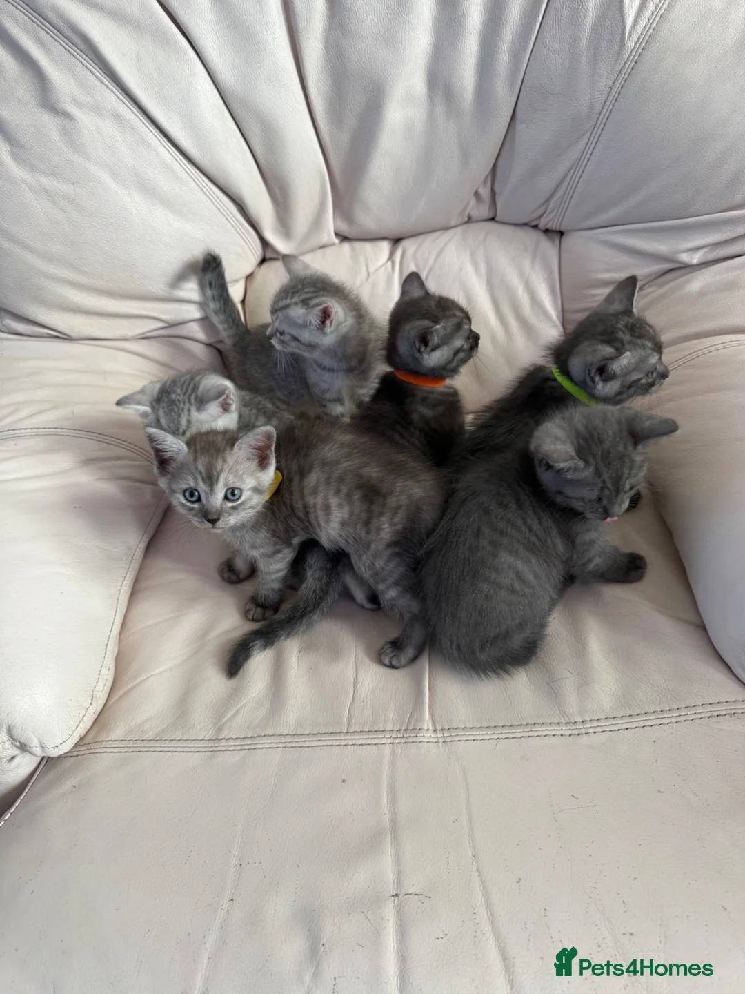 British Shorthair cats for sale: Bsh cross ragdoll kittens READY NOW! - Advert 33