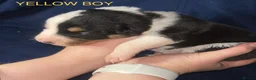 Border Collie dogs for sale: GORGEOUS BORDER COLLIE PUPPIES - Advert 10