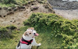Mixed Breed dogs for sale: Romanian rommie rescue mixed breed rescue - Image 4