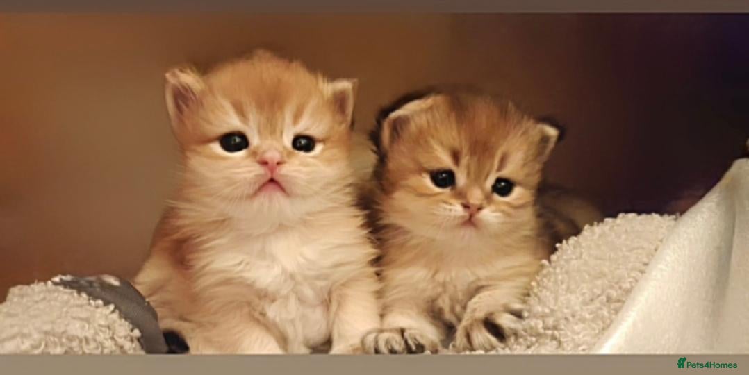 British Longhair cats British angels 😇🐾 - Advert 5
