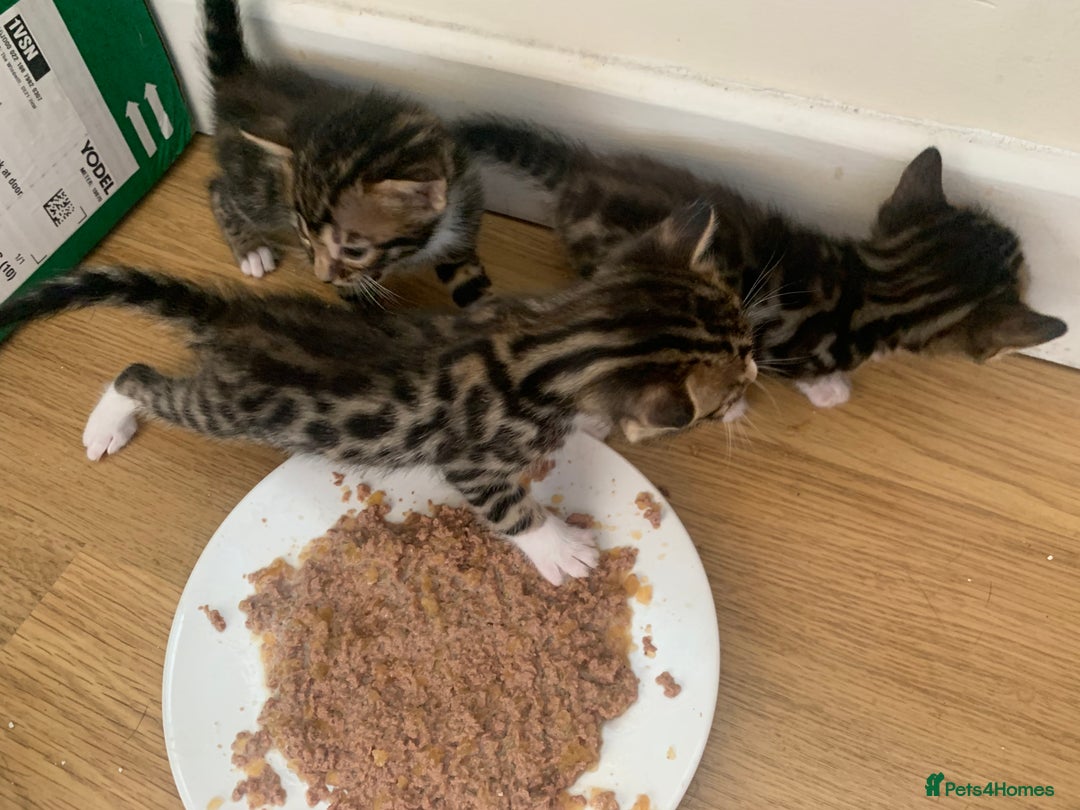 Bengal cats for sale: 3 left, Rare 3/4 Bengal Kittens Rosetted - Image 7