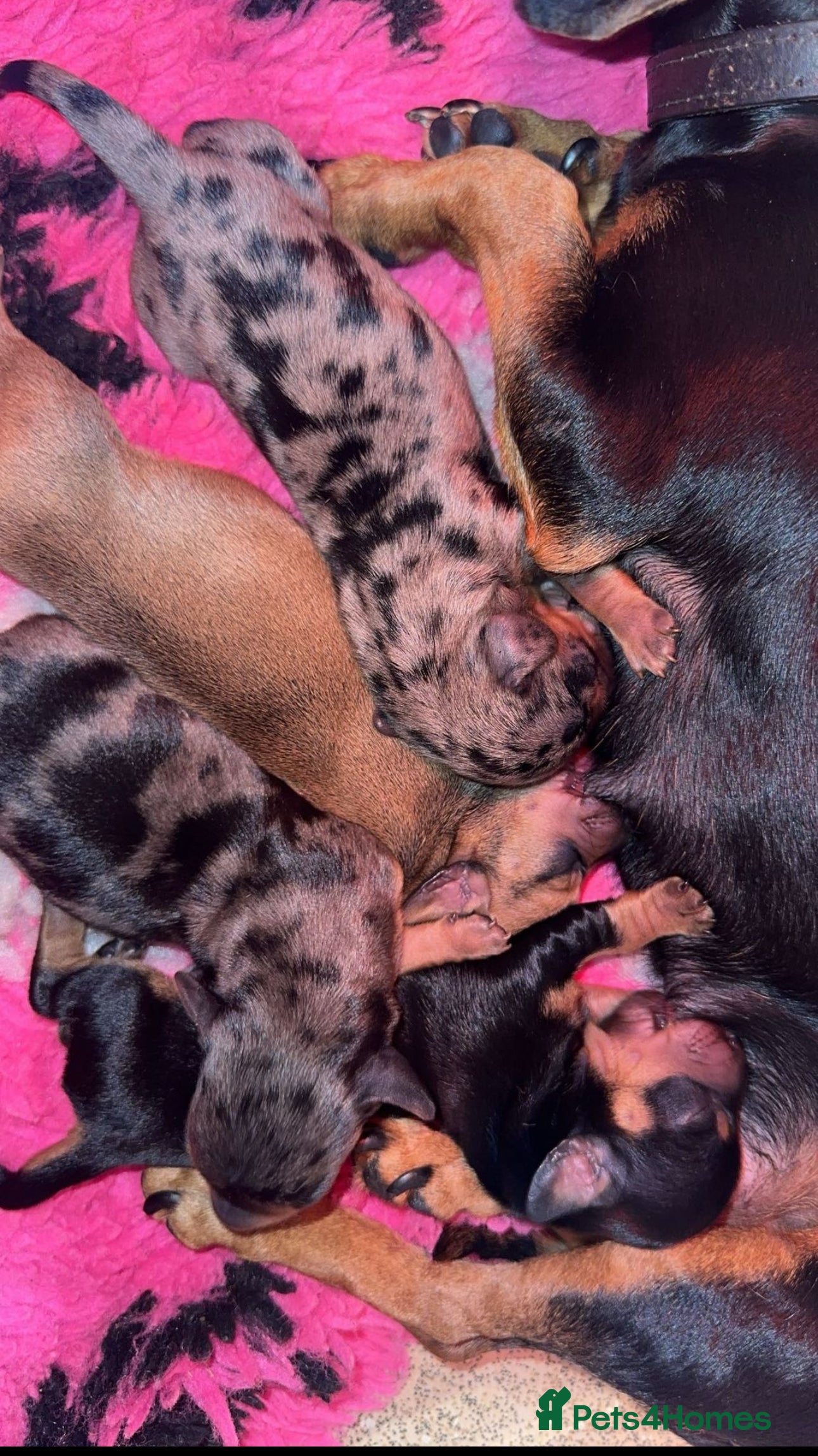 Dachshund dogs Sausage dogs last 2!  - Advert 1