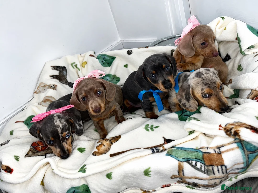 Dachshund dogs for sale: 5 beautiful dachshund puppies  in Bury - Advert 1