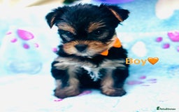 Yorkshire Terrier dogs for sale: Miniature Yorkshire terrier - Image 2