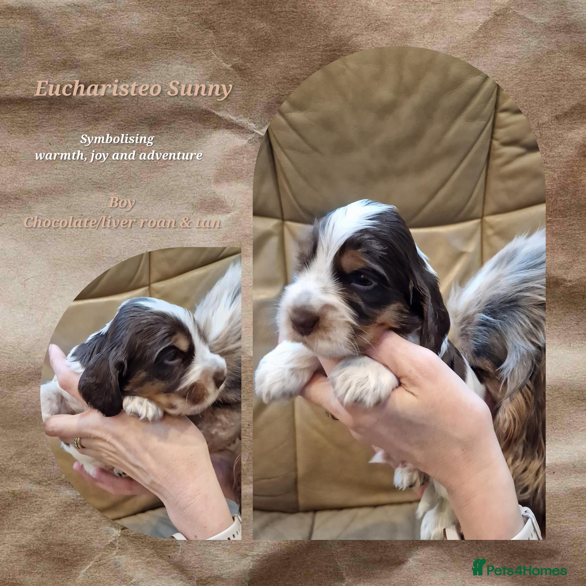 Cocker Spaniel dogs KC Show Cocker Spaniels: Beautiful inside out - Advert 2