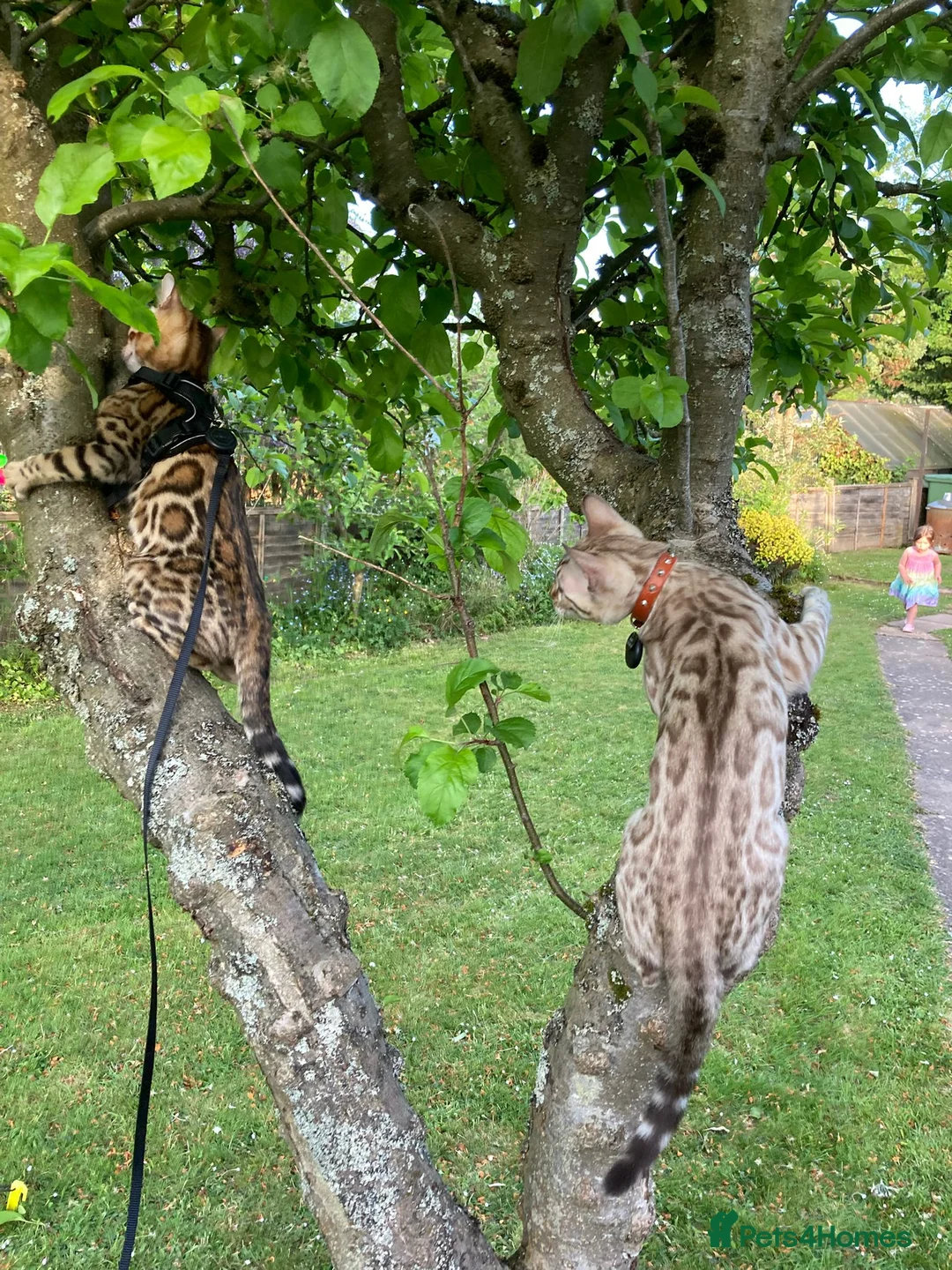 Bengal cats for stud: PROVEN ♡ Handsome BENGAL STUD > Carries SNOW + SLV in Birmingham - Advert 20