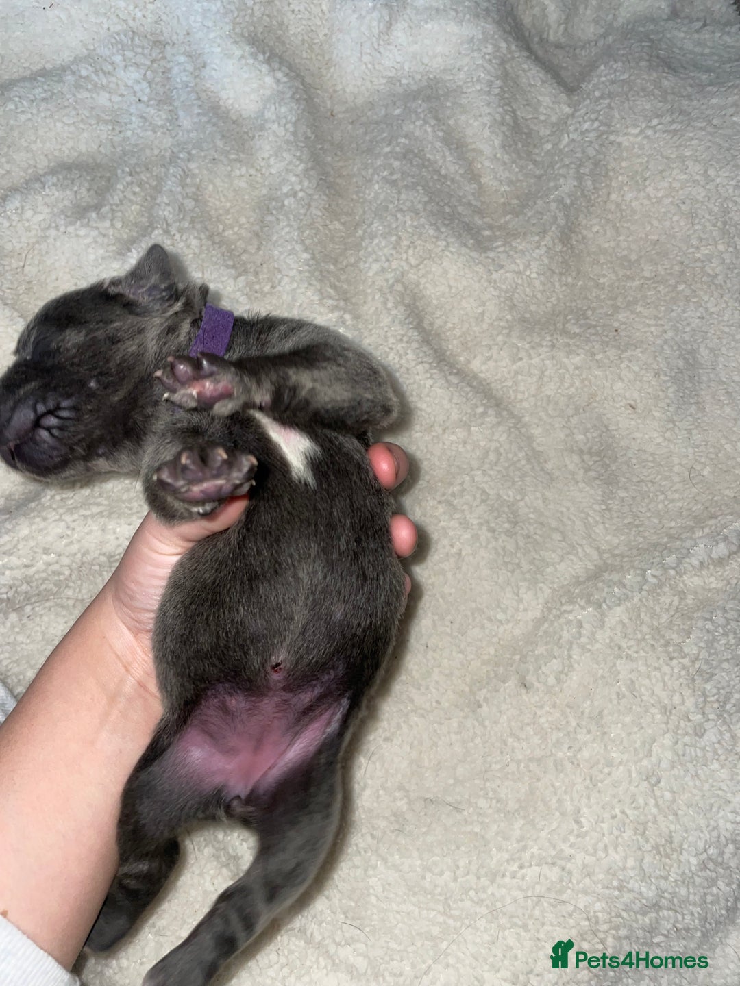 Cane Corso dogs for sale: Harlequin cane corso x pedigree cane corso puppies - Advert 15