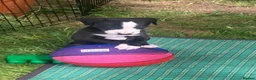 Whippet dogs for sale: 6 STUNNING WHIPPET PUPPIES - Advert 7