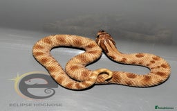 Snake reptiles for sale: Hognose snakes  - Image 9